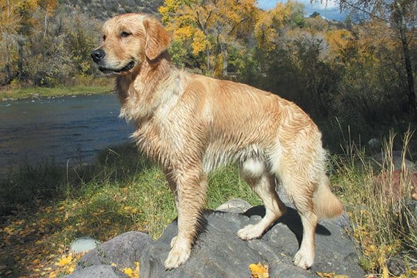 A dog hiking outside. 