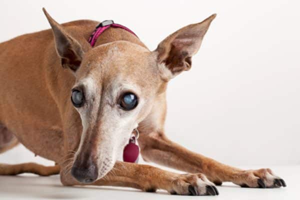 A dog with cataracts. 