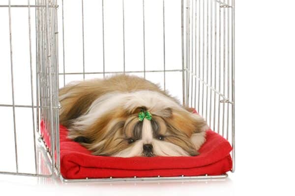 A longhaired dog in a crate. 
