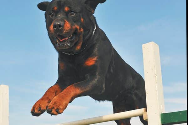A Rottweiler jumping over a fence. 