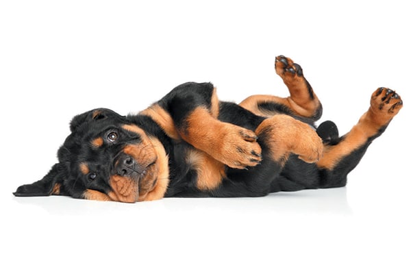 A Rottweiler puppy.