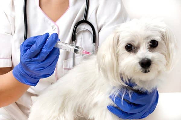 A white dog getting a shot or vaccine. 