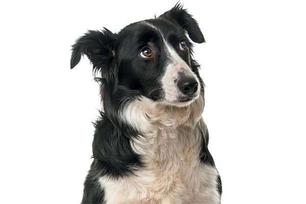 Dog Foods Recalled The Most Dog Foods Recalled The Most