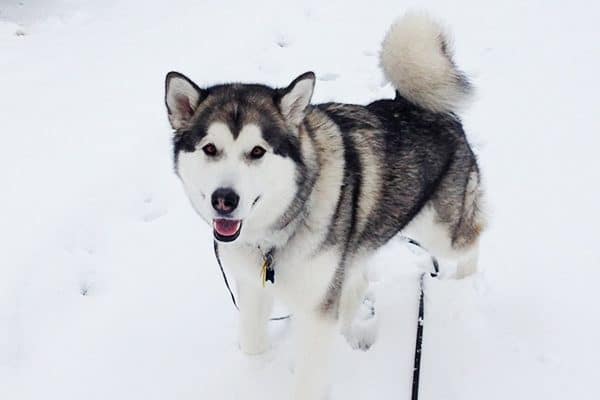 An Alaskan Malamute. 