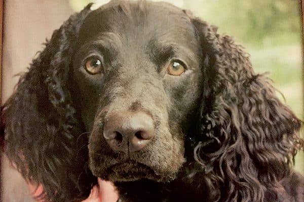 The American Water Spaniel is one of the healthiest dogs. 