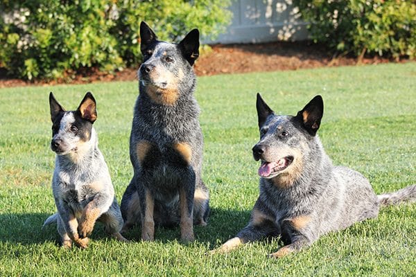 Australian Cattle Dogs.