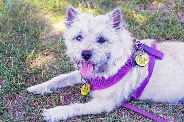 Looking for a healthy dog? A Cairn Terrier should do the trick! 
