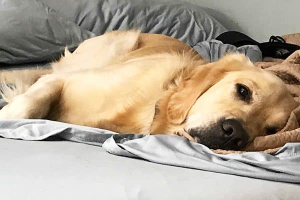 Sleeping with dogs like Cooper is a breeze. 