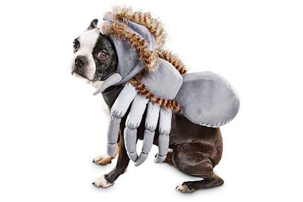 Dog Spider Costume.