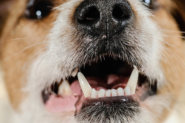 What are the signs of a dog tooth infection?