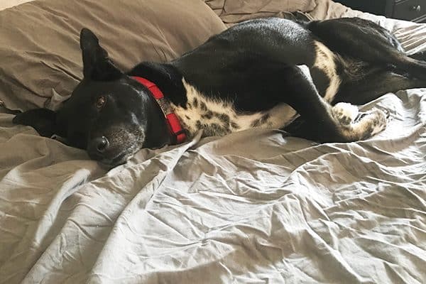 Sleeping with my dog, Riggins.