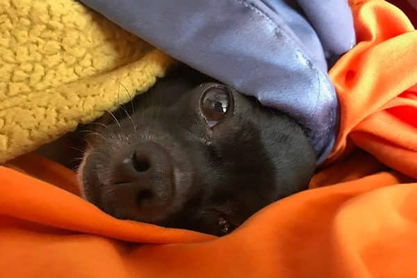 Don't let your dogs hog all the blankets! 