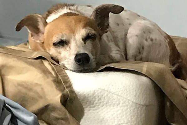 Dogs who roll around in dirt all day make for some messy sheets! 