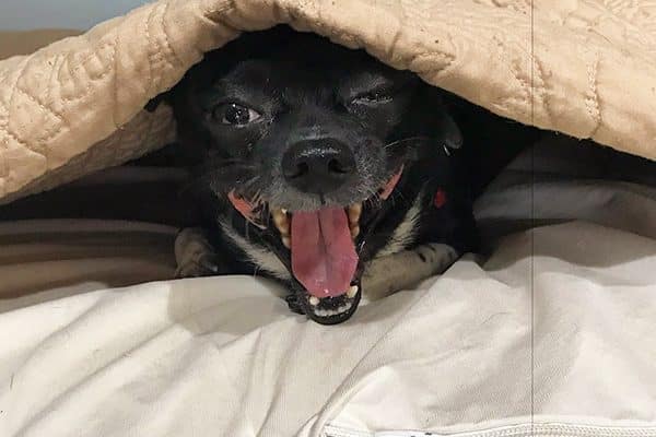 Dogs who are jealous sleepers present another set of problems. 