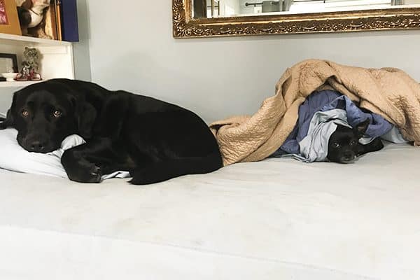 Sleeping with dogs becomes a problem when one dog sleeps ON you.