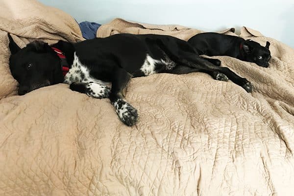 Two dogs on one bed. 