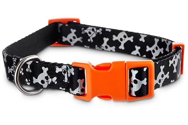 A dog skull collar. Photography courtesy Petco.