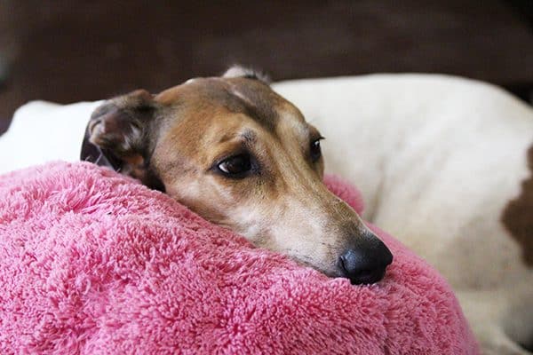 Greyhound.