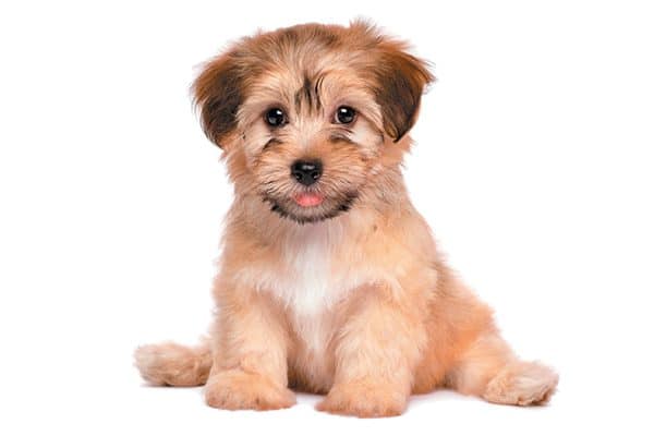 A Havanese puppy. 