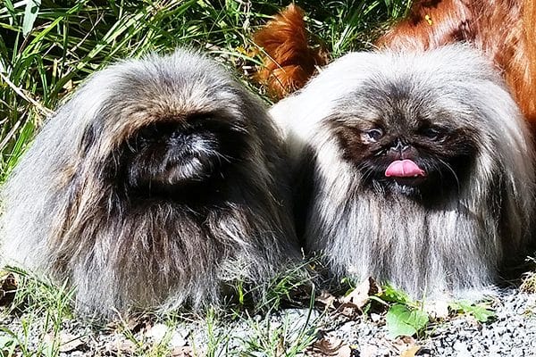 Pekingese. 