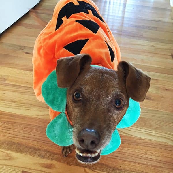 Pumpkin costume. Photography courtesy Melissa Kauffman.