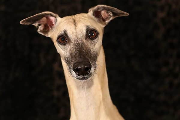 A Whippet's good health should keep the vet bills down.