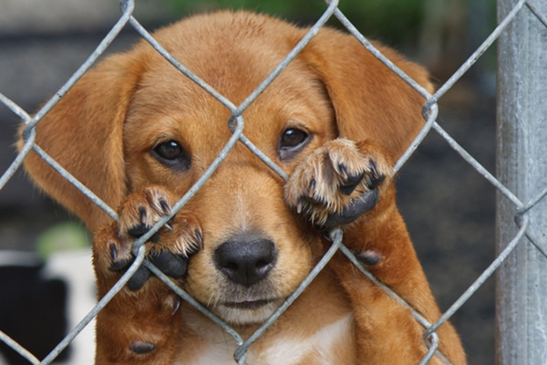 A scared, sad dog behind a fence or in a cage.