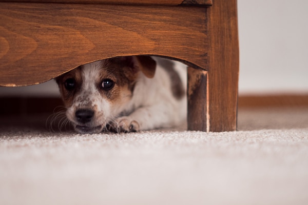 A scared dog hiding under a bed.