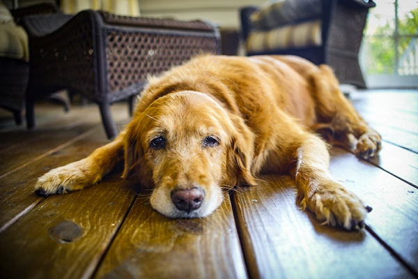 A sick, older dog lying on the floor.