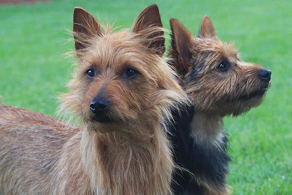 Australian Terrier.