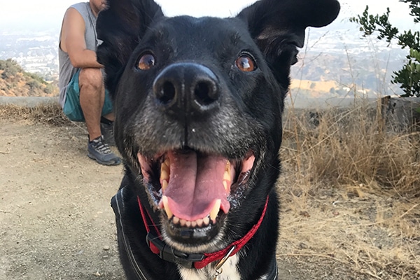 Riggns has gotten a bit slower at hiking as a senior dog.