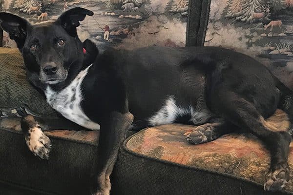 Now that Riggins is older, I have to go to him to cuddle. 