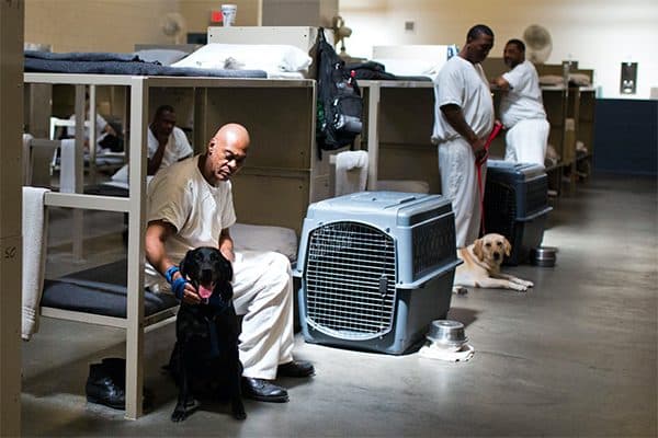 Vapor Wake dogs in training. 