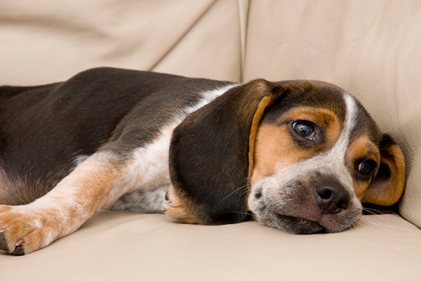 A bored, sad or sleepy dog lying on a couch.