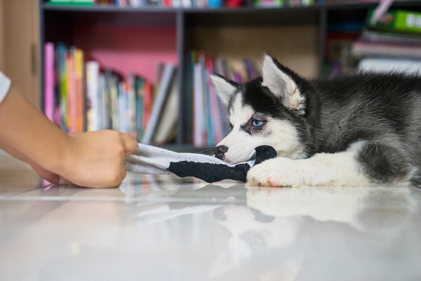 A dog eating or play tug of war with a sock. 