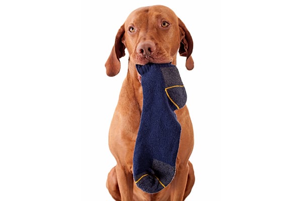 A dog eating a sock.