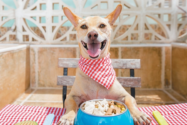 A happy dog with a bowl of food.