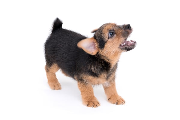A small puppy barking - Why Do Dogs Bark? Reasons Dogs Bark and How to Stop Excessive Dog Barking