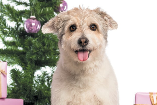 A mixed breed dog with presents and a Christmas tree. 