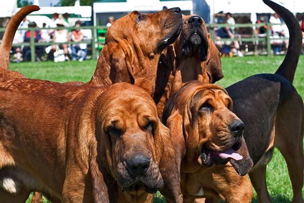 Bloodhounds - 5 Dog Breeds Known for Howling