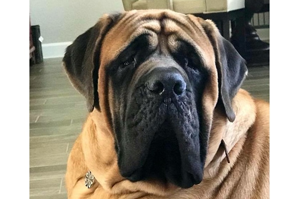 Mastiff. 