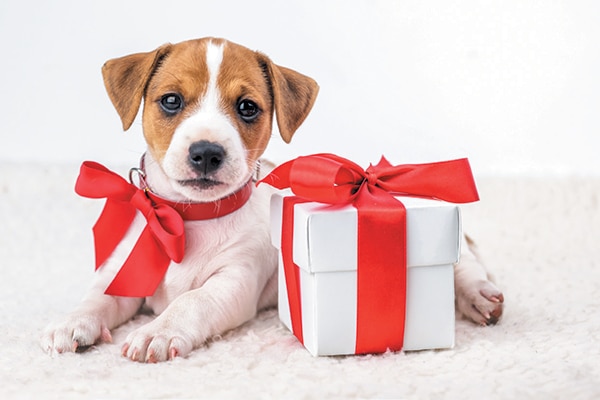 Puppy with a holiday gift - Tips to Keep Your Pup Happy at Every Age