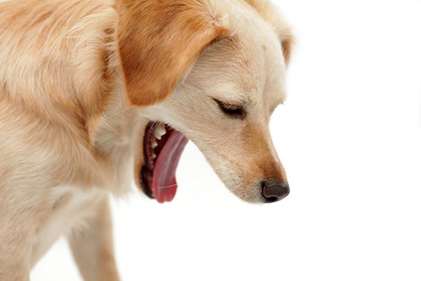 dog puking up yellow foam