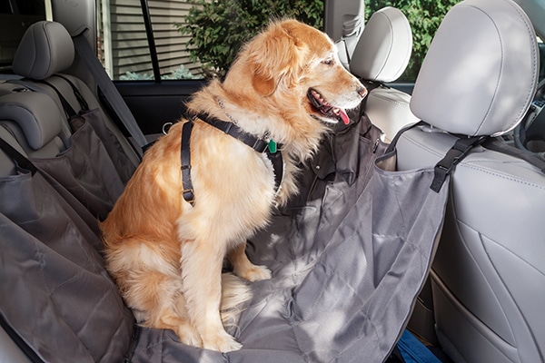 A happy dog traveling in a car in a harness.