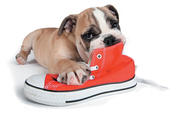 A puppy chewing on a shoe.