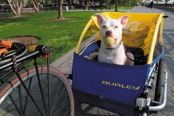 Battery Park City Dog.