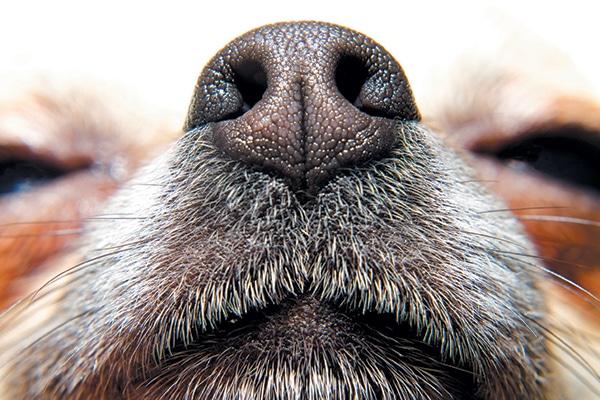Close up of a dog's nose.