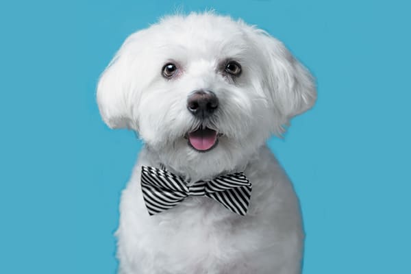 A Maltese in a bow tie. 