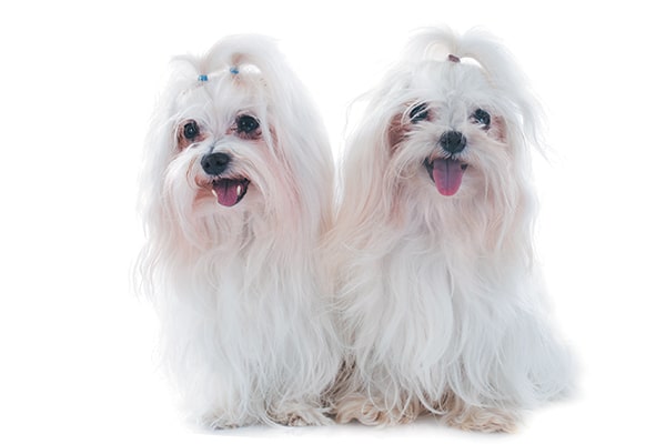 Maltese dogs with ribbons in their hair.