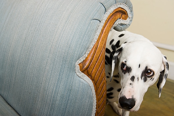 Scared Dalmatian with wide eyes, whale eyes.